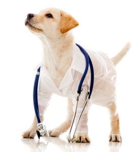 Pup with stethoscope