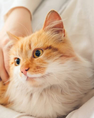 orange cat