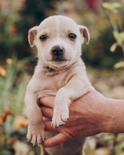 A small white puppy being cradled in gentle hands.