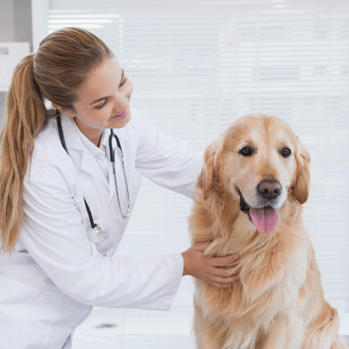 A vet  petting a golden retriever.