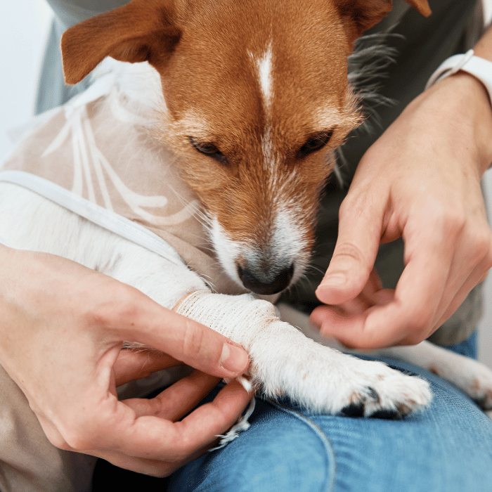 vet examine dog injured leg