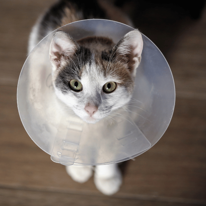 cat wearing surgery collar