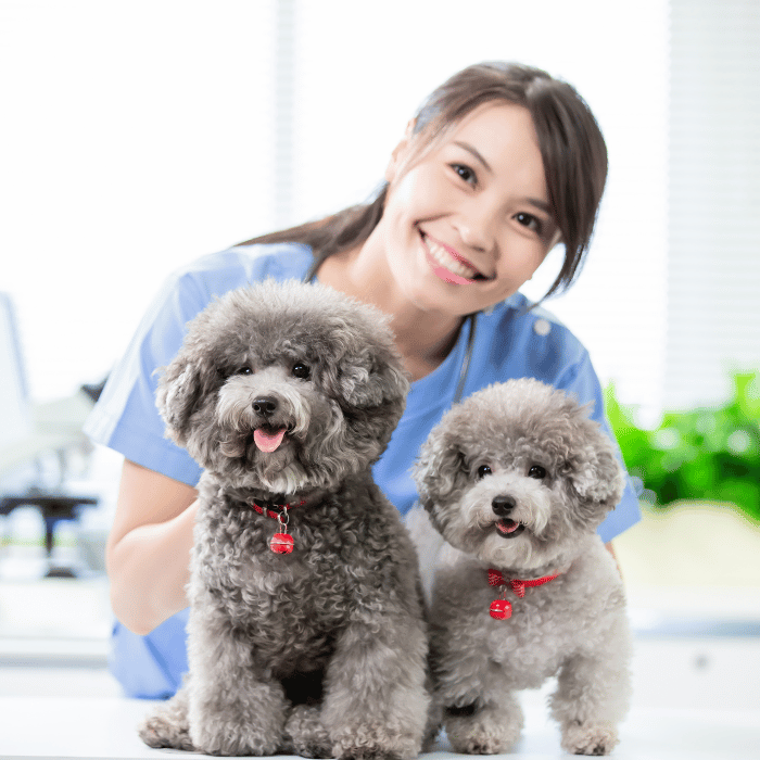 A vet holding two poodle dogs.