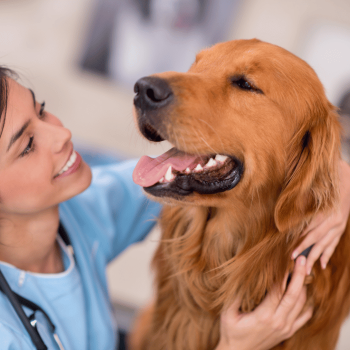 vet holding a dog