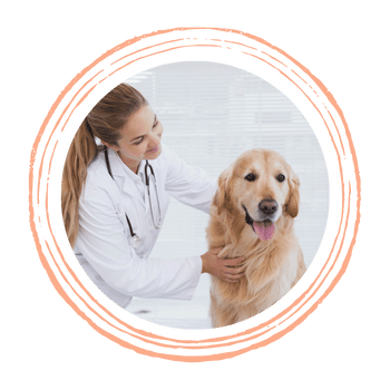  A vet  gently pets golden retriever.