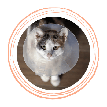 cat wearing surgery collar