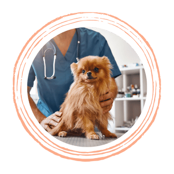 vet holding a dog 