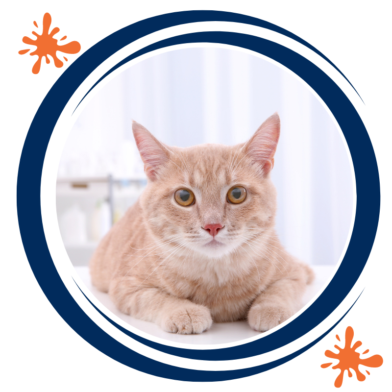 Adorable orange tabby cat sitting on table