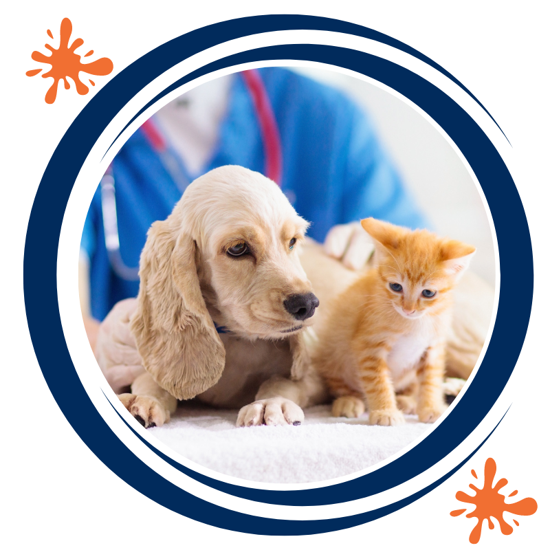 Veterinarian examining a puppy and a kitten