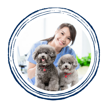 A vet holding two poodle dogs.